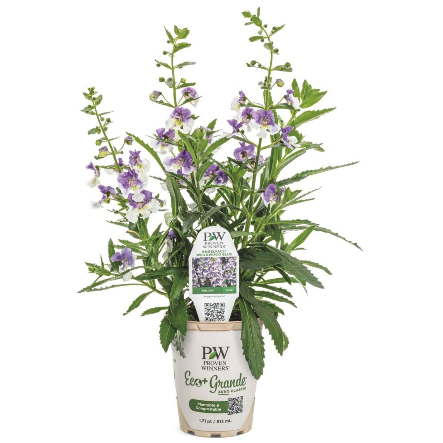 Angelface® Wedgwood Blue Summer Snapdragon (Angelonia)