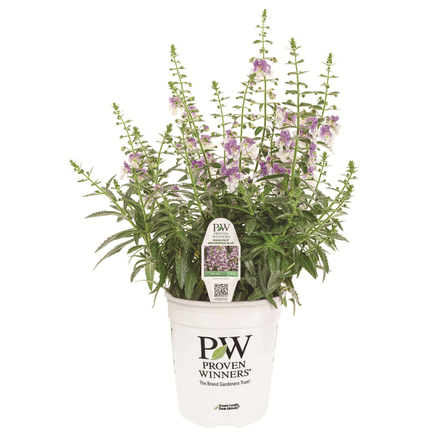 Limited Edition Royale™ | Angelface® Wedgwood Blue Summer Snapdragon (Angelonia)
