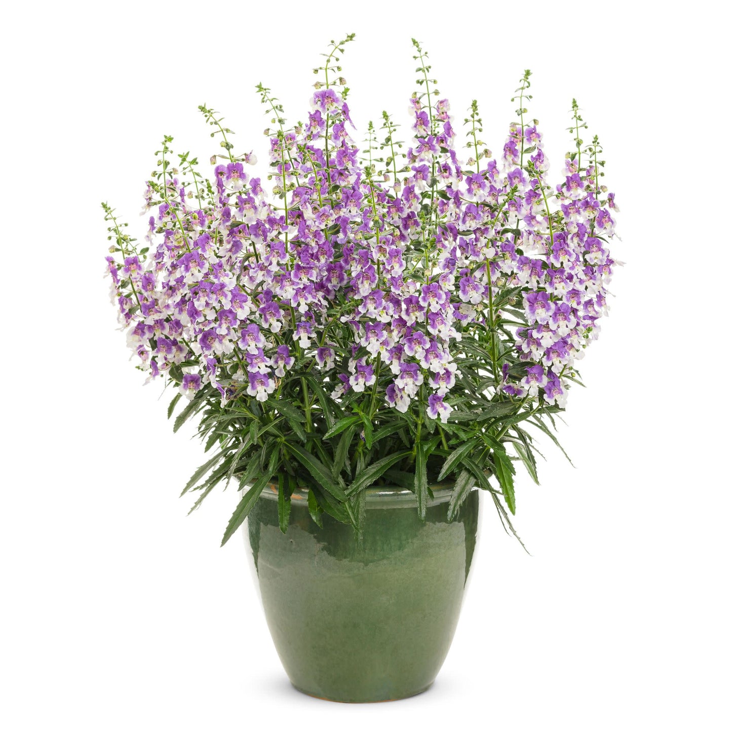 Angelface® Wedgwood Blue Summer Snapdragon (Angelonia)