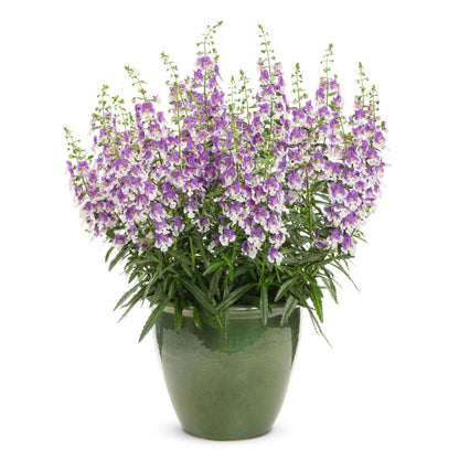 Angelface® Wedgwood Blue Summer Snapdragon (Angelonia)