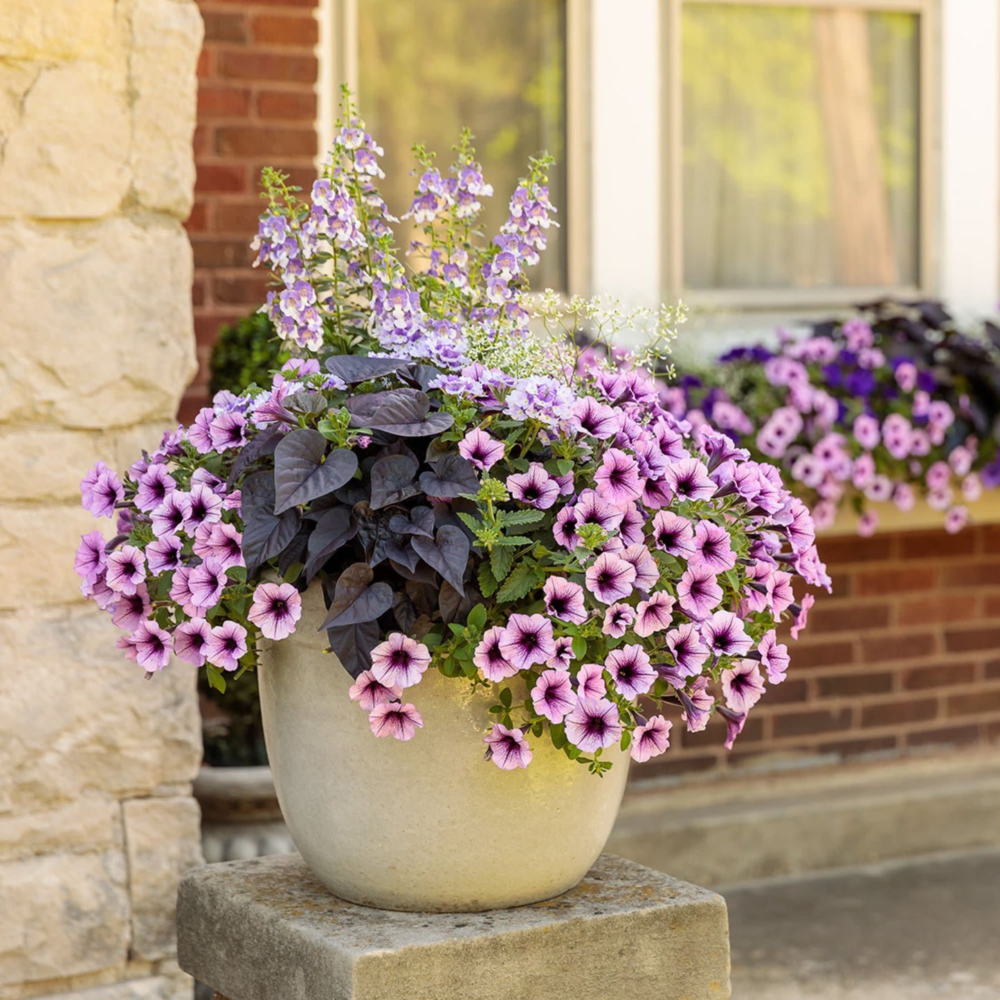 Angelface® Wedgwood Blue Summer Snapdragon (Angelonia)