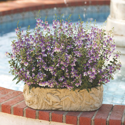 Limited Edition Royale™ | Angelface® Wedgwood Blue Summer Snapdragon (Angelonia)