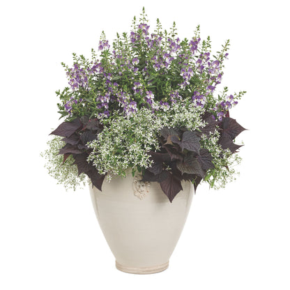 Angelface® Wedgwood Blue Summer Snapdragon (Angelonia)