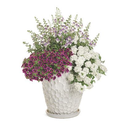 Angelface® Wedgwood Blue Summer Snapdragon (Angelonia)