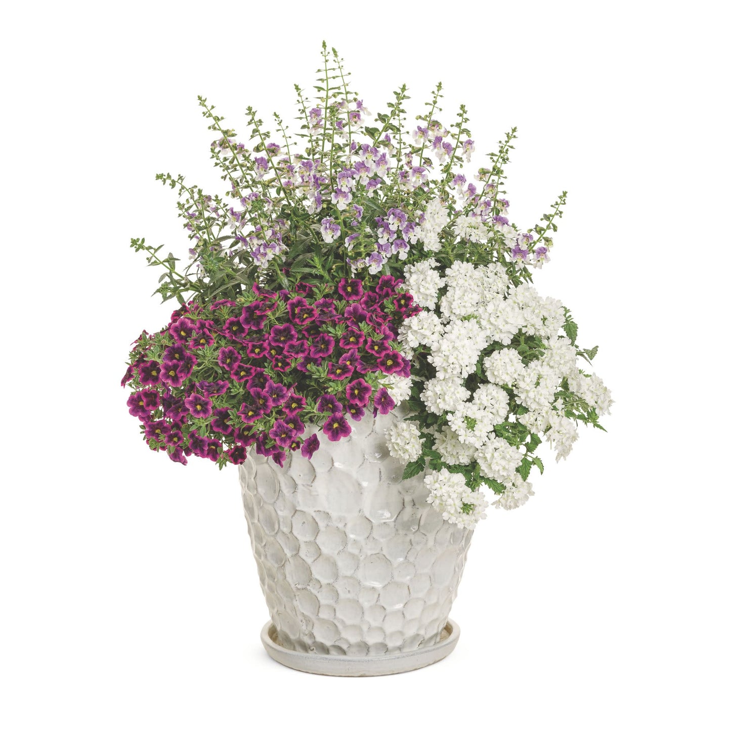 Limited Edition Royale™ | Angelface® Wedgwood Blue Summer Snapdragon (Angelonia)