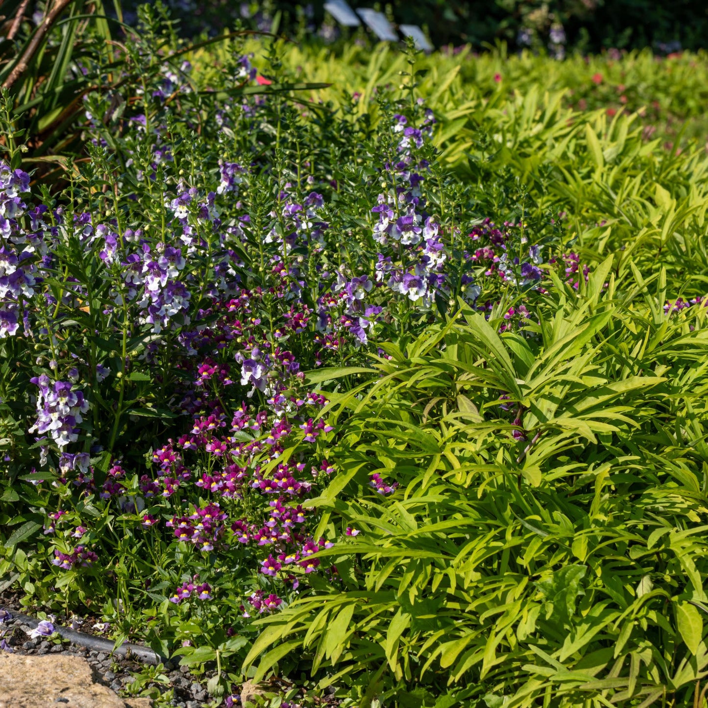 Limited Edition Royale™ | Angelface® Wedgwood Blue Summer Snapdragon (Angelonia)