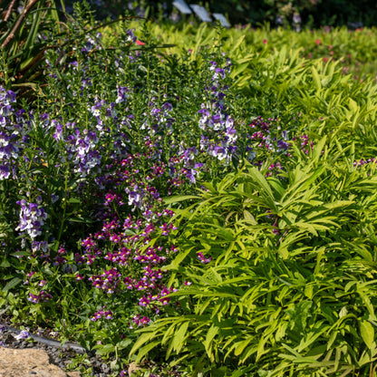 Limited Edition Royale™ | Angelface® Wedgwood Blue Summer Snapdragon (Angelonia)