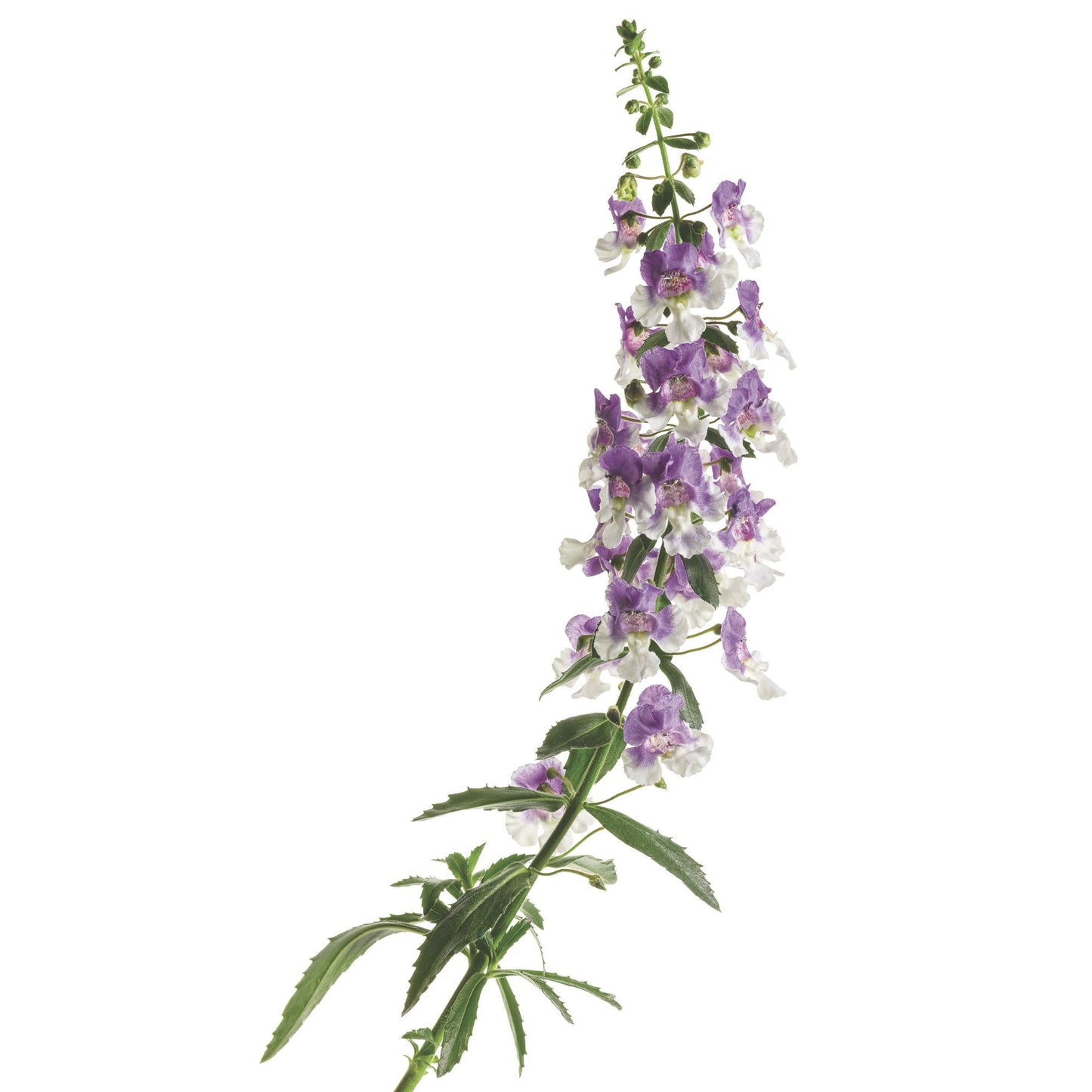Angelface® Wedgwood Blue Summer Snapdragon (Angelonia)