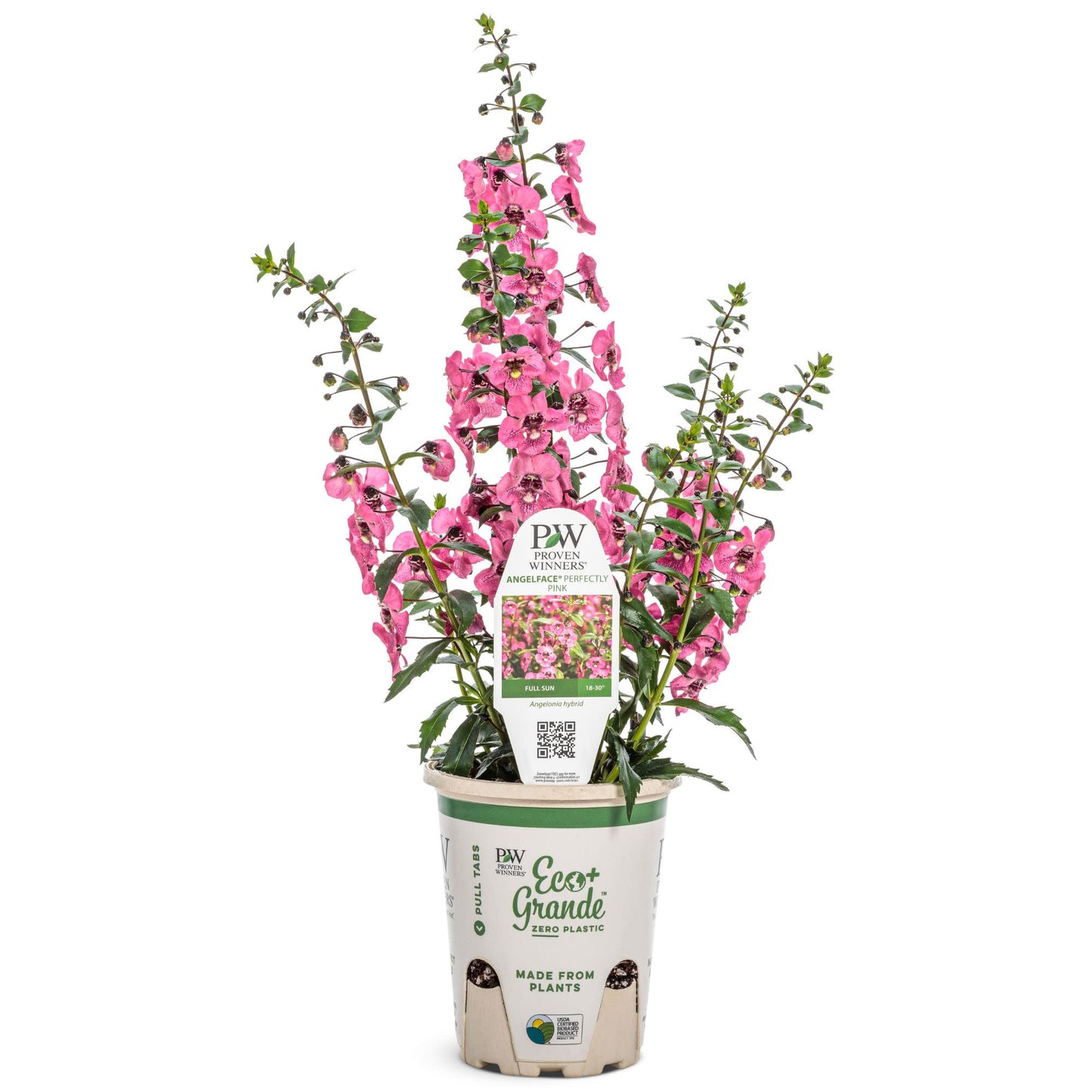 Angelface® Perfectly Pink Summer Snapdragon (Angelonia)