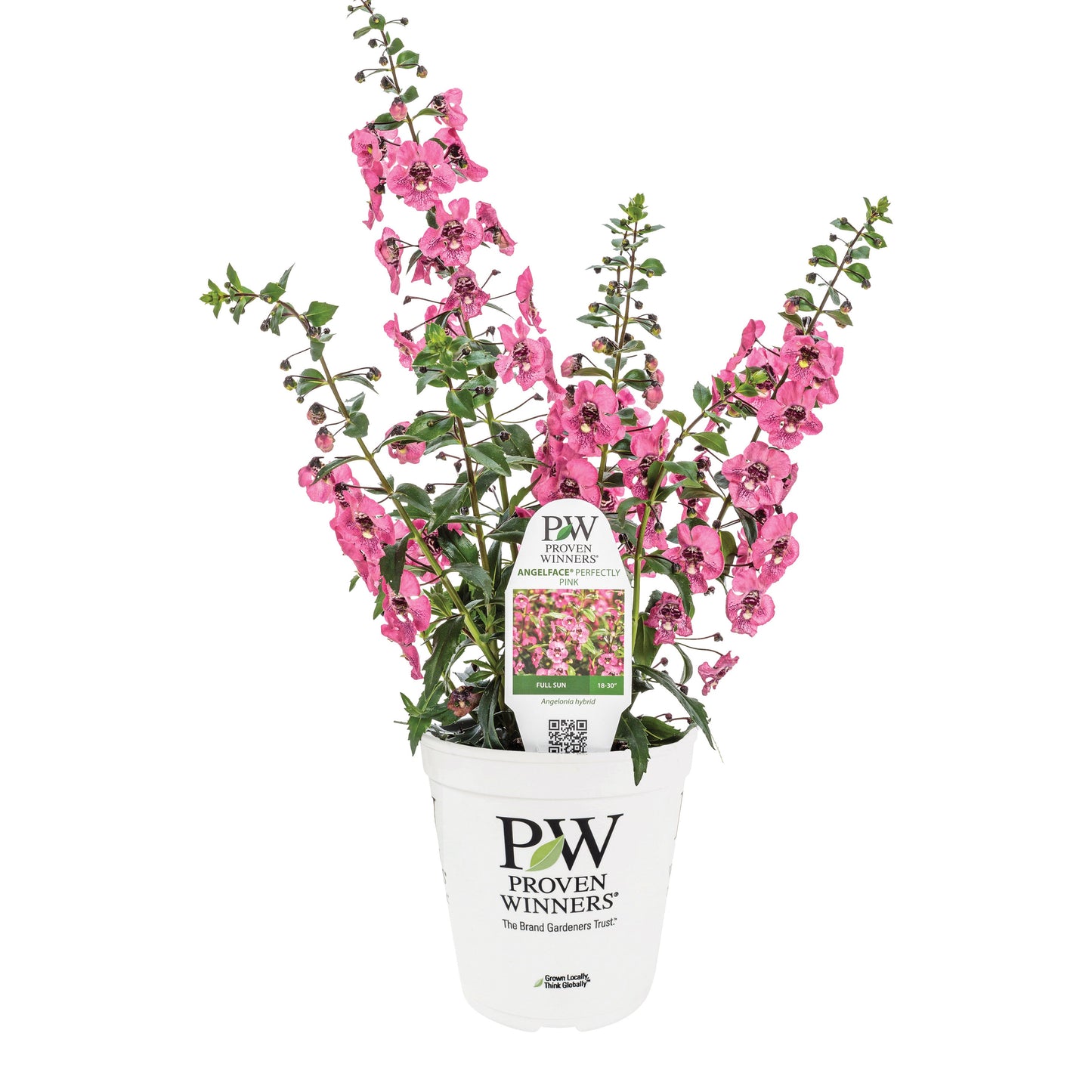 Limited Edition Royale™ | Angelface® Perfectly Pink Summer Snapdragon (Angelonia)