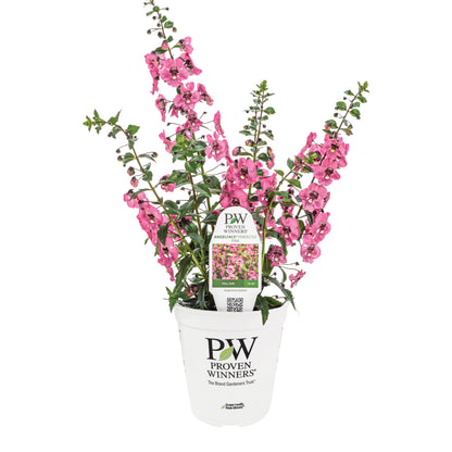 Limited Edition Royale™ | Angelface® Perfectly Pink Summer Snapdragon (Angelonia)