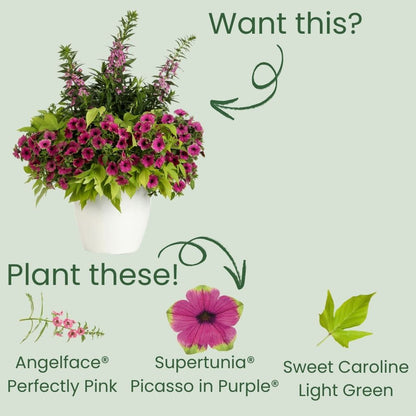 Limited Edition Royale™ | Angelface® Perfectly Pink Summer Snapdragon (Angelonia)