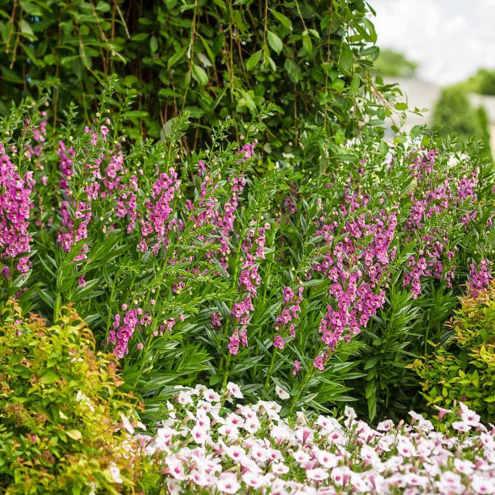 Angelface® Perfectly Pink Summer Snapdragon (Angelonia)