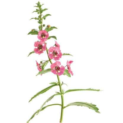 Limited Edition Royale™ | Angelface® Perfectly Pink Summer Snapdragon (Angelonia)
