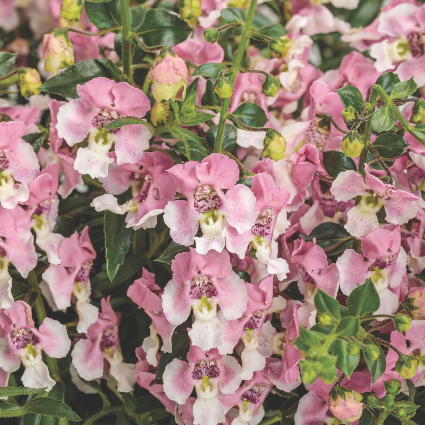 Limited Edition Royale™ | Angelface® Wedgwood Pink Summer Snapdragon (Angelonia)