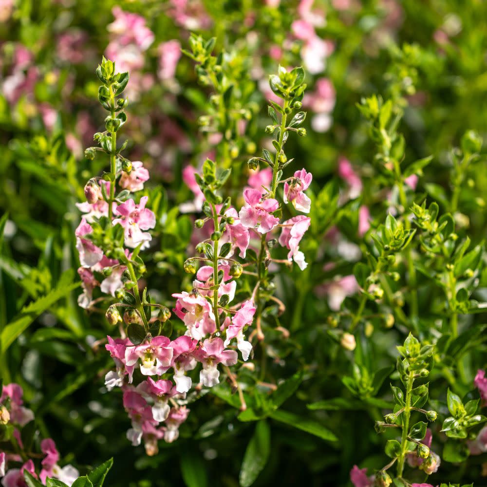 Angelface® Wedgwood Pink Summer Snapdragon (Angelonia)