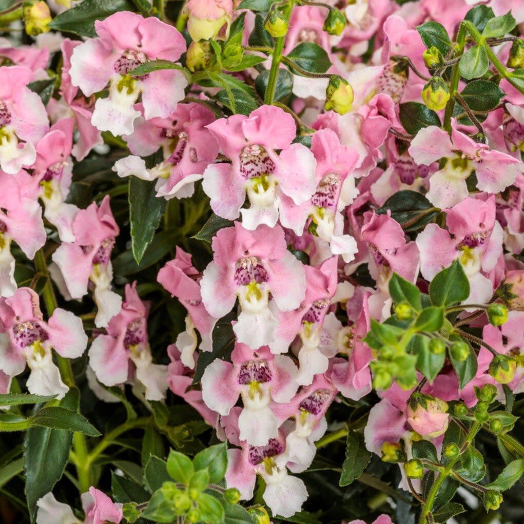 Angelface Wedgewood Pink Angelface Wedgewood Pink Summer Snapdragon up close.