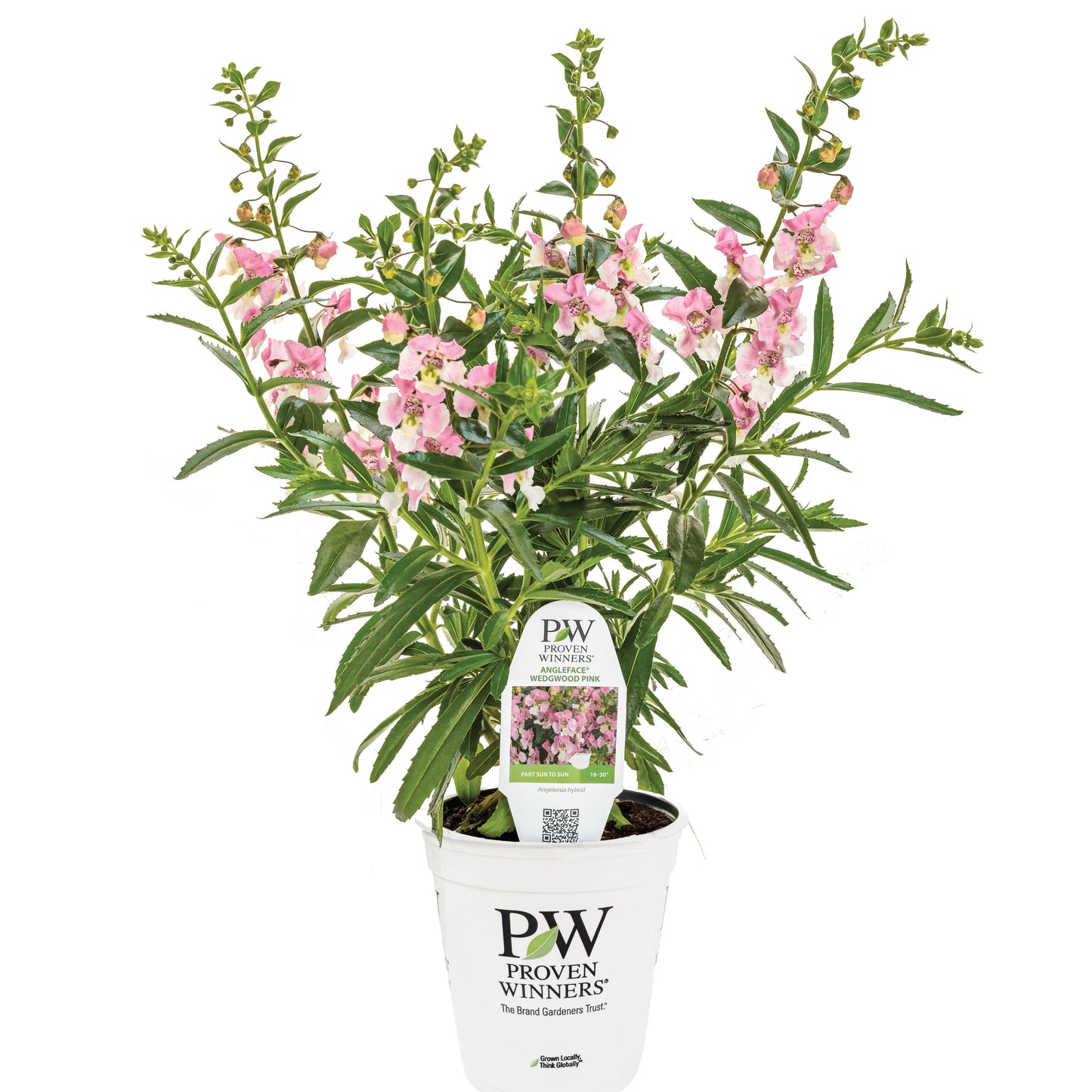 Limited Edition Royale™ | Angelface® Wedgwood Pink Summer Snapdragon (Angelonia)