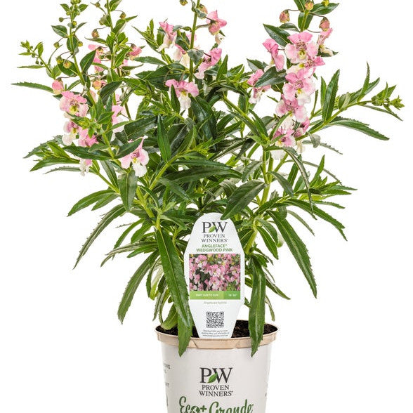Angelface Wedgewood Pink Angelface Wedgewood Pink Summer Snapdragon in container.