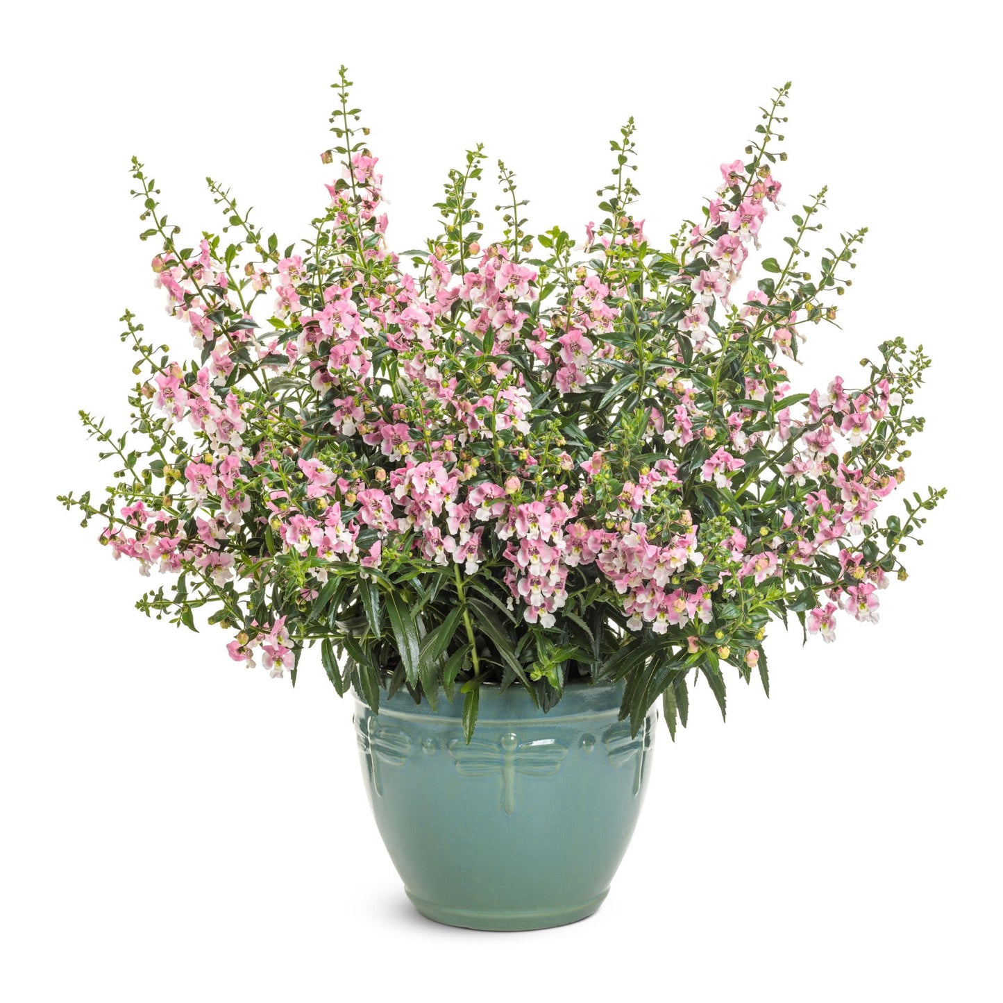 Angelface® Wedgwood Pink Summer Snapdragon (Angelonia)