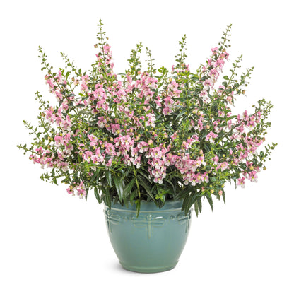 Limited Edition Royale™ | Angelface® Wedgwood Pink Summer Snapdragon (Angelonia)