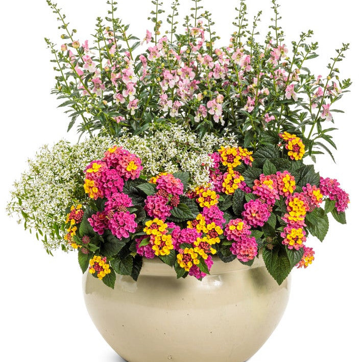 Angelface Wedgewood Pink Angelface Wedgewood Pink Summer Snapdragon in use.