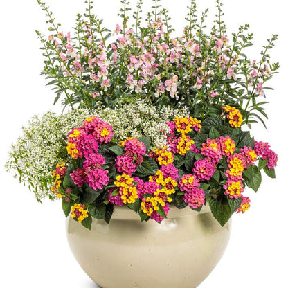 Angelface Wedgewood Pink Angelface Wedgewood Pink Summer Snapdragon in use.