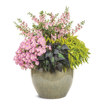 Angelface® Wedgwood Pink Summer Snapdragon (Angelonia)