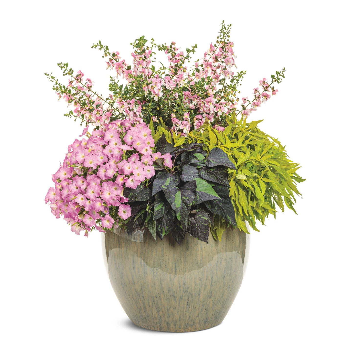 Limited Edition Royale™ | Angelface® Wedgwood Pink Summer Snapdragon (Angelonia)