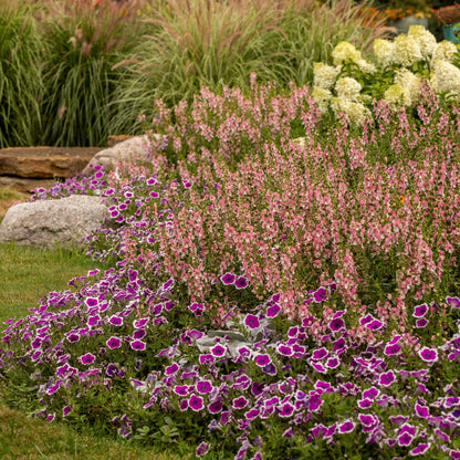 Angelface® Wedgwood Pink Summer Snapdragon (Angelonia)