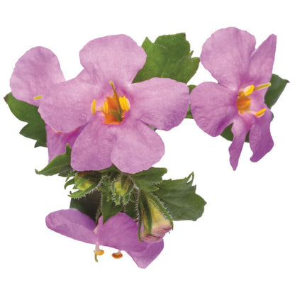 Snowstorm® Rose Bacopa (Sutera cordata)