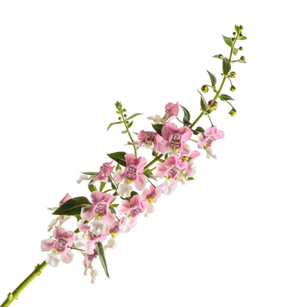 Angelface® Wedgwood Pink Summer Snapdragon (Angelonia hybrid) | Proven Winners® New Variety 2025