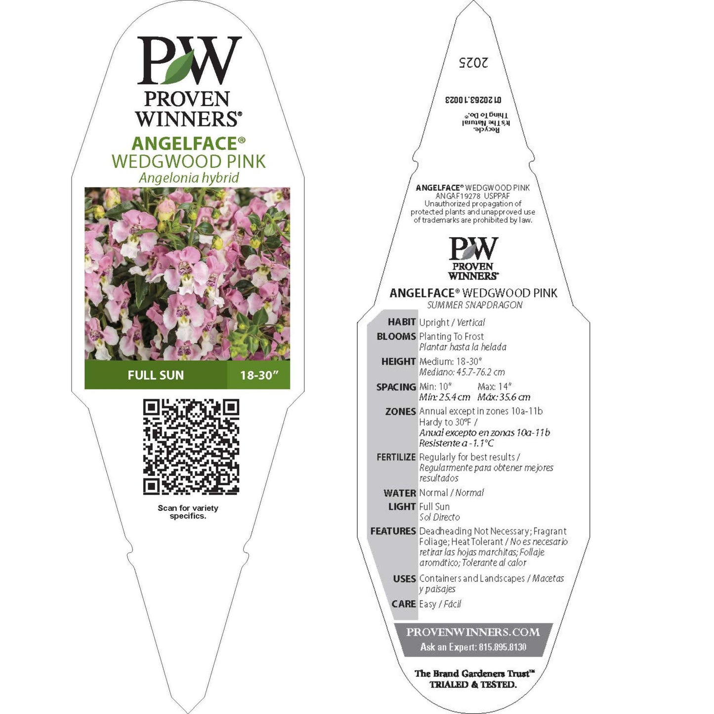 Angelface® Wedgwood Pink Summer Snapdragon (Angelonia)