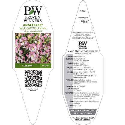 Limited Edition Royale™ | Angelface® Wedgwood Pink Summer Snapdragon (Angelonia)