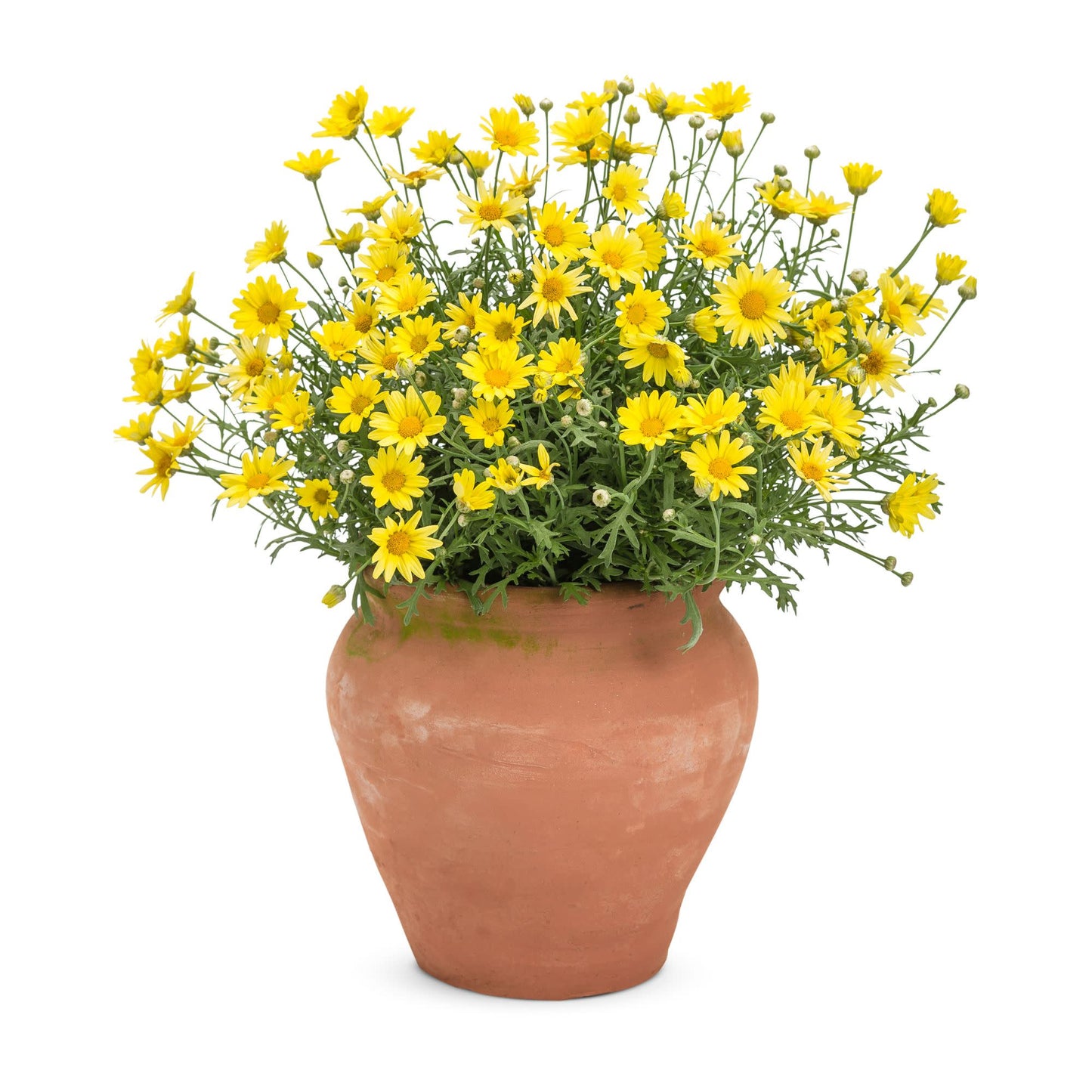 Golden Butterfly® Marguerite Daisy (Argyranthemum frutescens)
