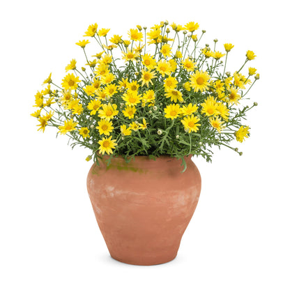 Golden Butterfly® Marguerite Daisy (Argyranthemum frutescens)