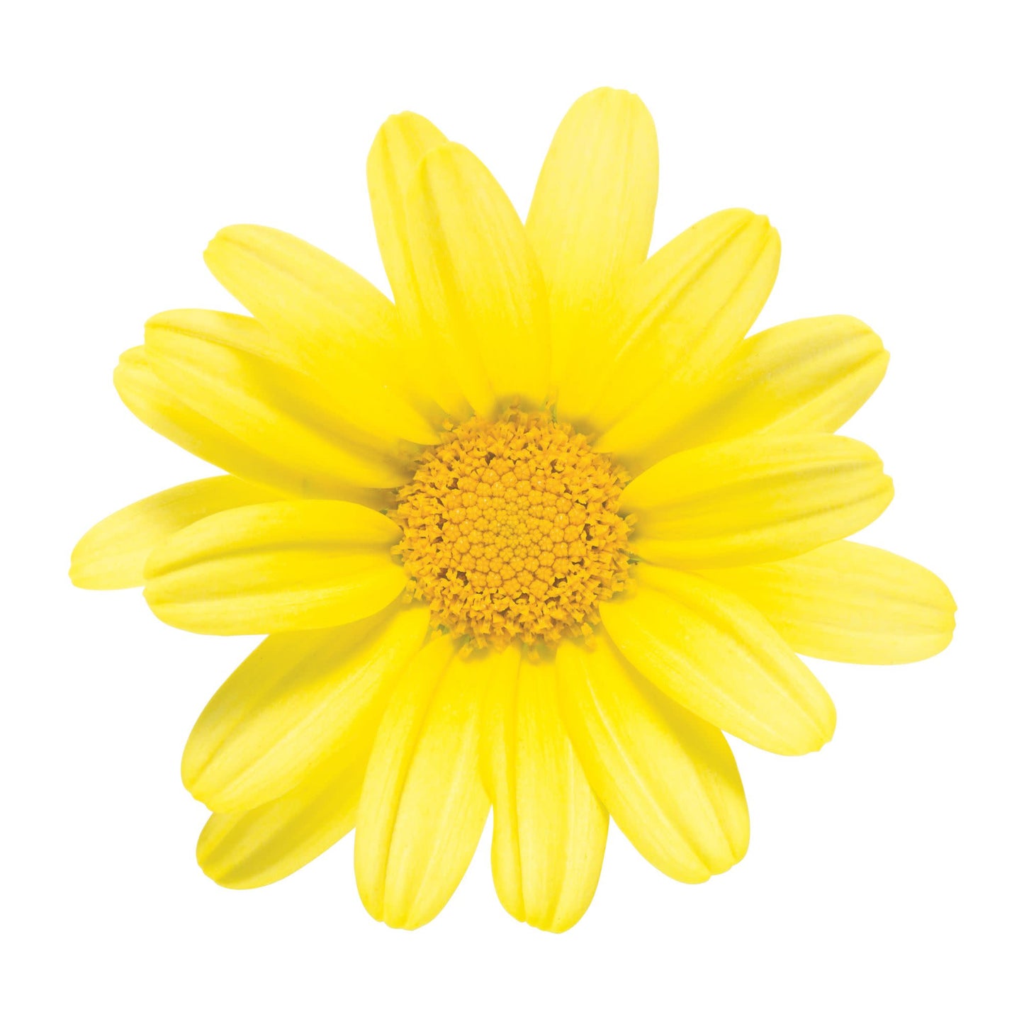 Golden Butterfly® Marguerite Daisy (Argyranthemum frutescens)