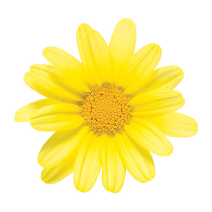 Golden Butterfly® Marguerite Daisy (Argyranthemum frutescens)