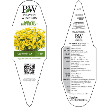 Golden Butterfly® Marguerite Daisy (Argyranthemum frutescens)