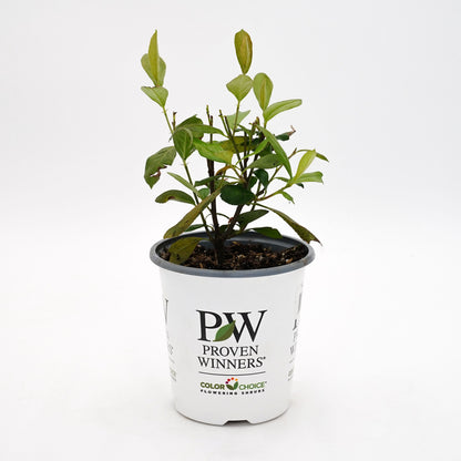 Berry Scape™ Aronia (Aronia arbutifolia)