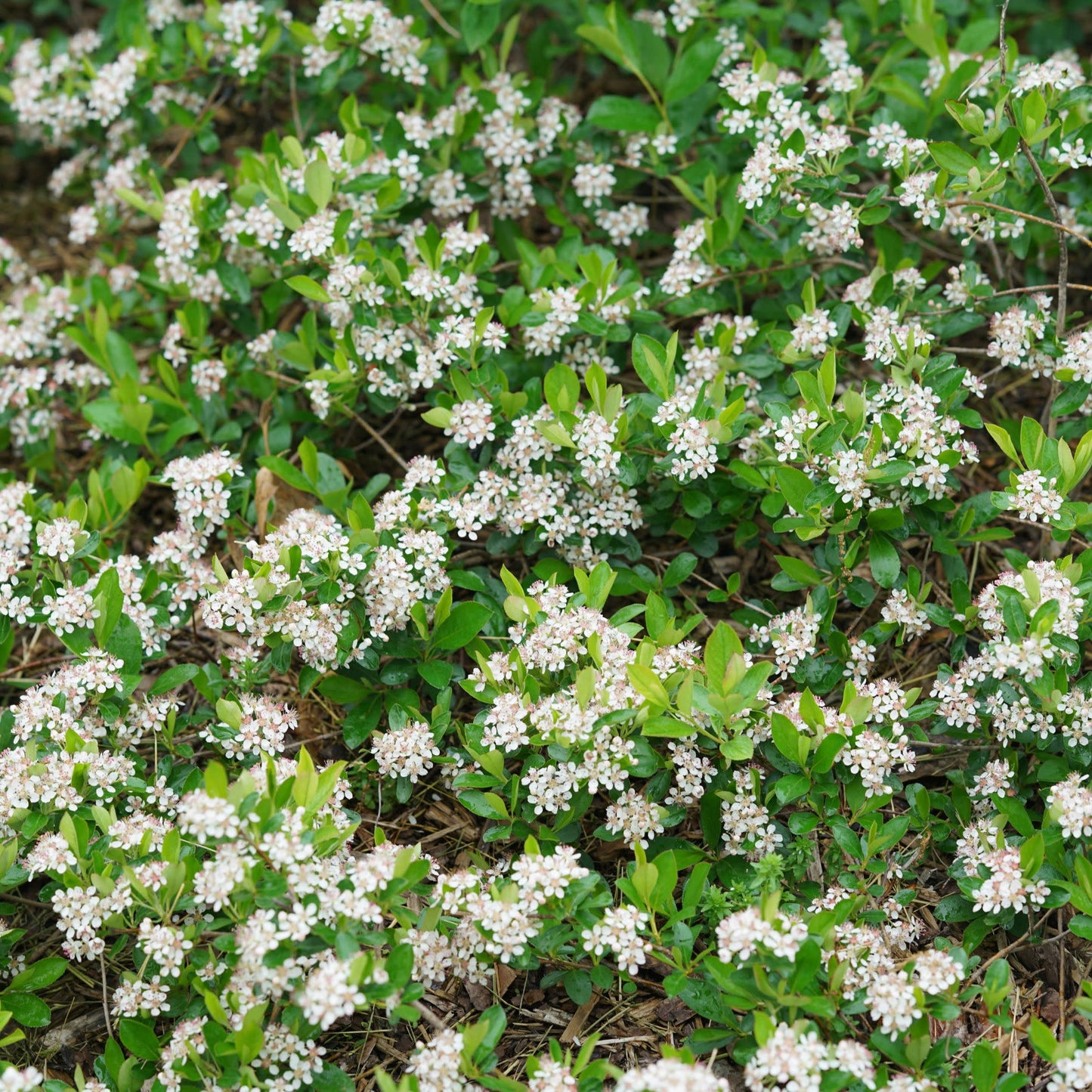 Ground Hug® Aronia (Aronia melanocarpa)