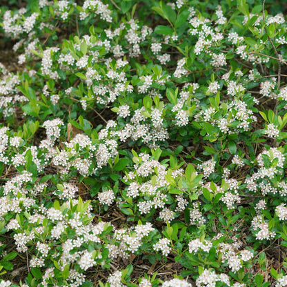 Ground Hug® Aronia (Aronia melanocarpa)