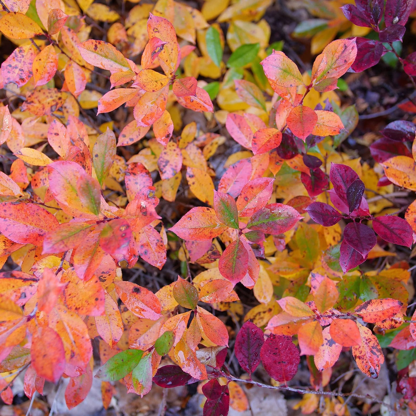 Ground Hug® Aronia (Aronia melanocarpa)
