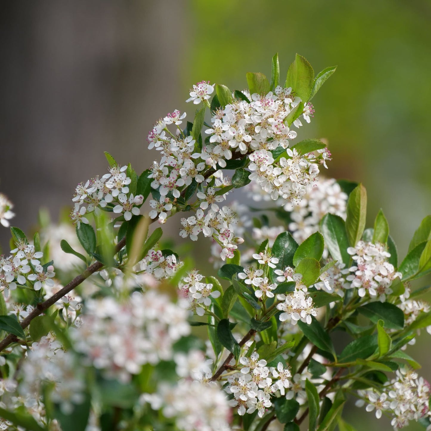Ground Hug® Aronia (Aronia melanocarpa)