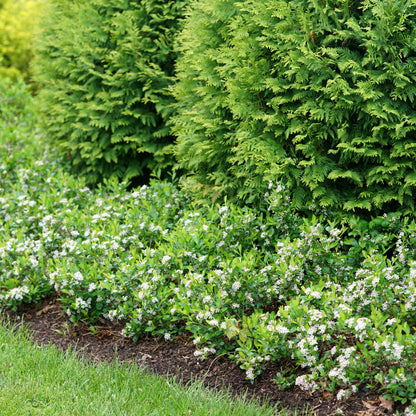 Ground Hug® Aronia (Aronia melanocarpa)