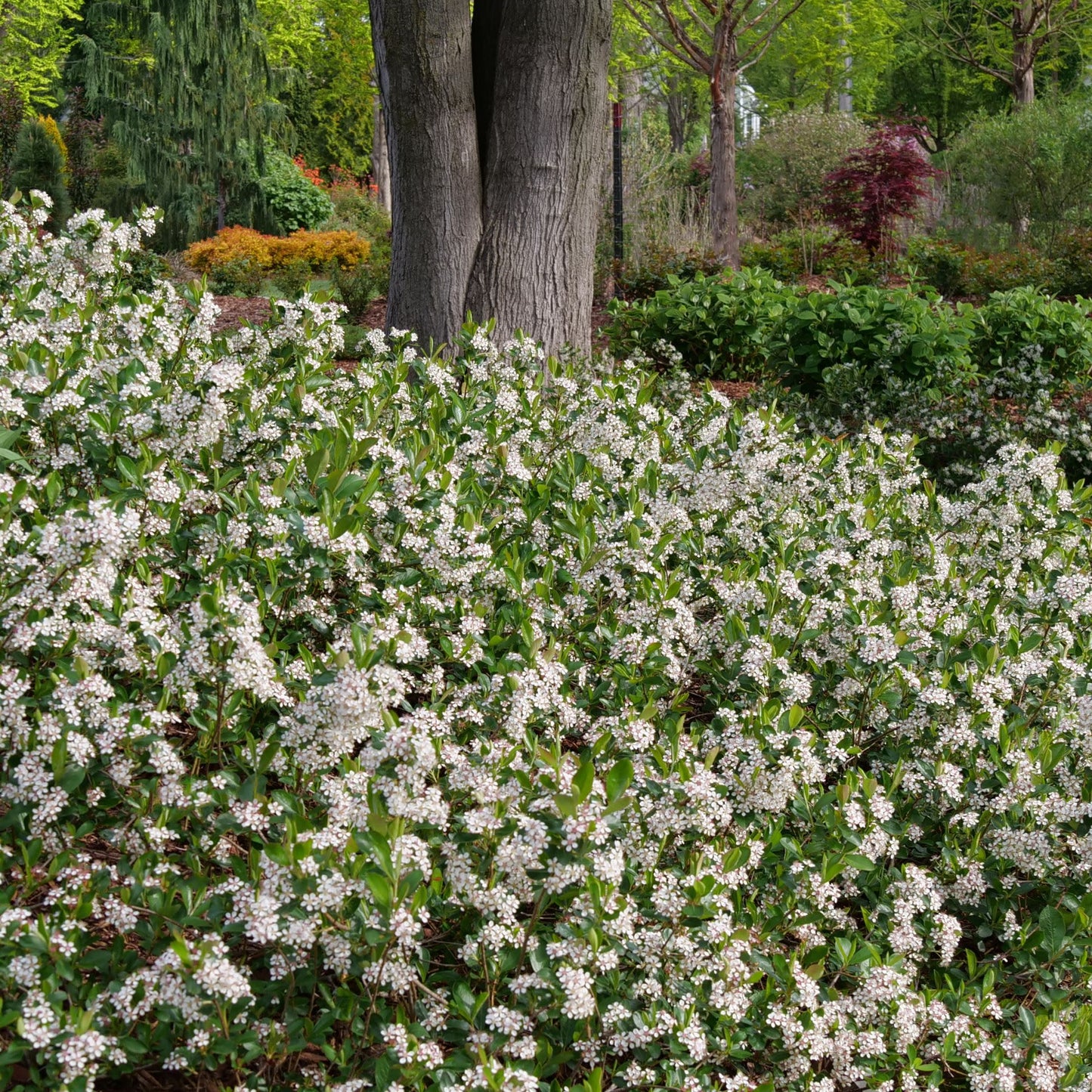 Ground Hug® Aronia (Aronia melanocarpa)