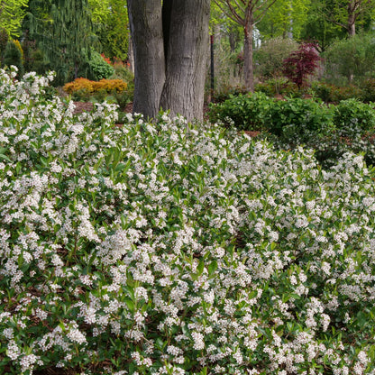 Ground Hug® Aronia (Aronia melanocarpa)