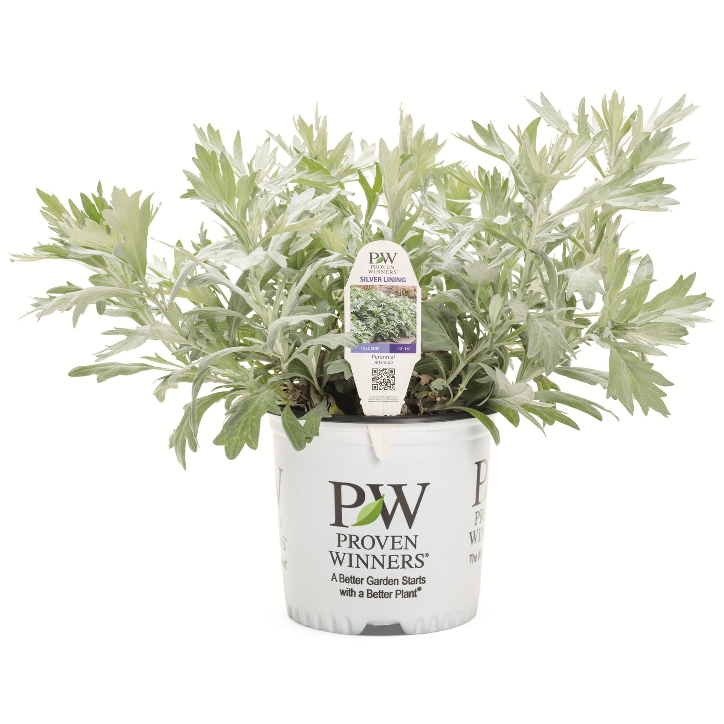 'Silver Lining' White Sagebrush (Artemisia hybrid)