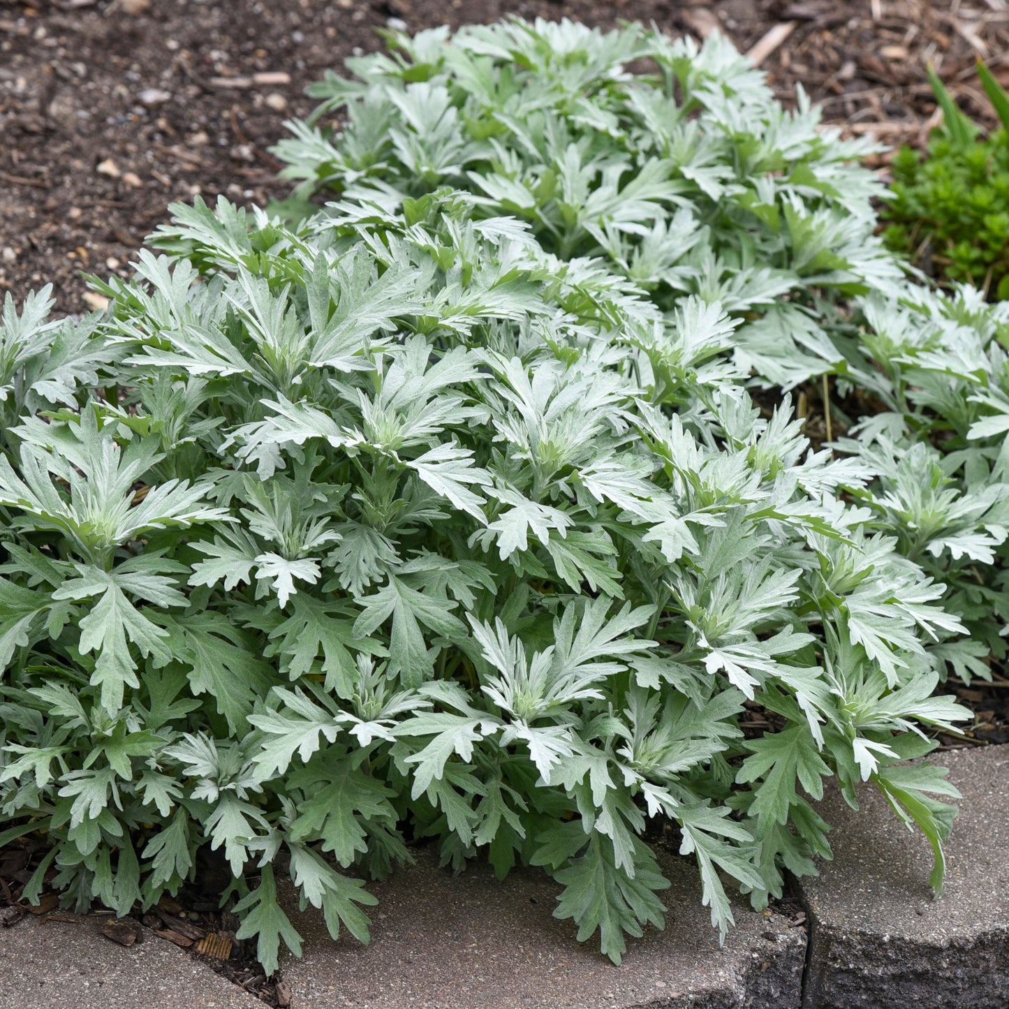 'Silver Lining' White Sagebrush (Artemisia hybrid)