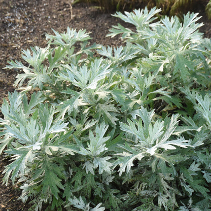 'Silver Lining' White Sagebrush (Artemisia hybrid)